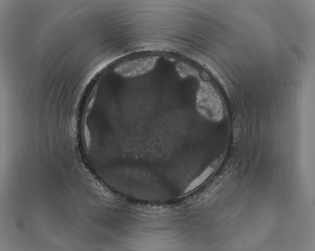 X0000111420975200908101052