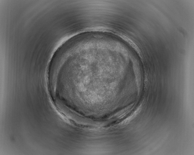 X0000111420989200908101052