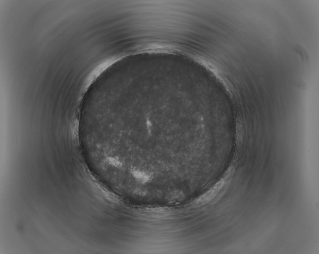 X0000111421066200908101051