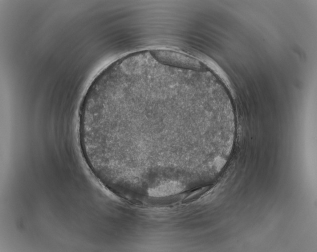 X0000111421096200908101051