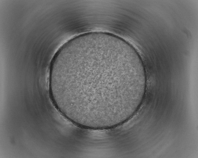 X0000111421126200908101050