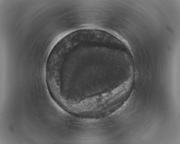 X0000111421239200908101049