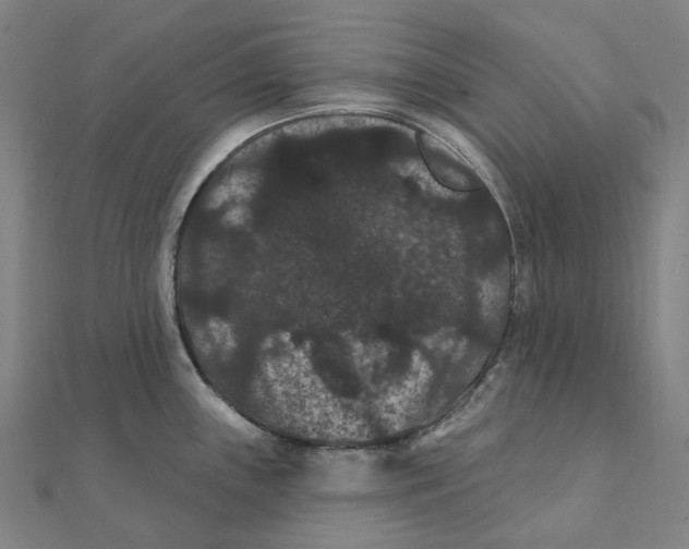 X0000111421243200908101049