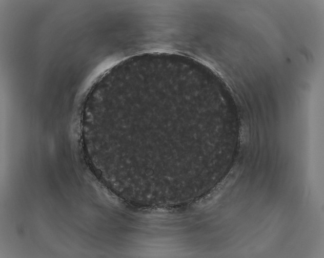 X0000111421359200908101047
