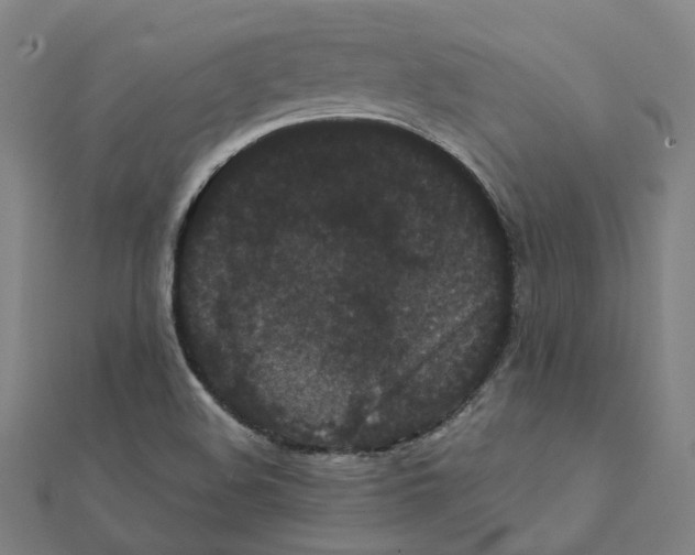 X0000111421508200908101045