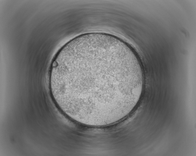 X0000111421517200908101045