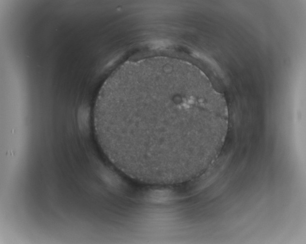 X0000111420066200908241140