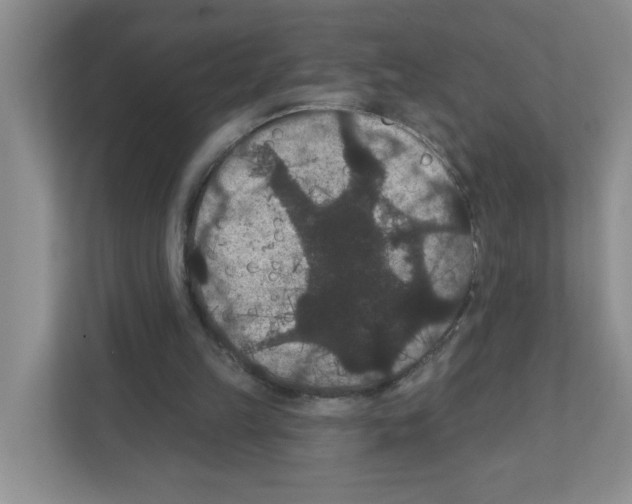 X0000111420149200908241139