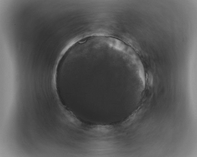 X0000111420292200908241137