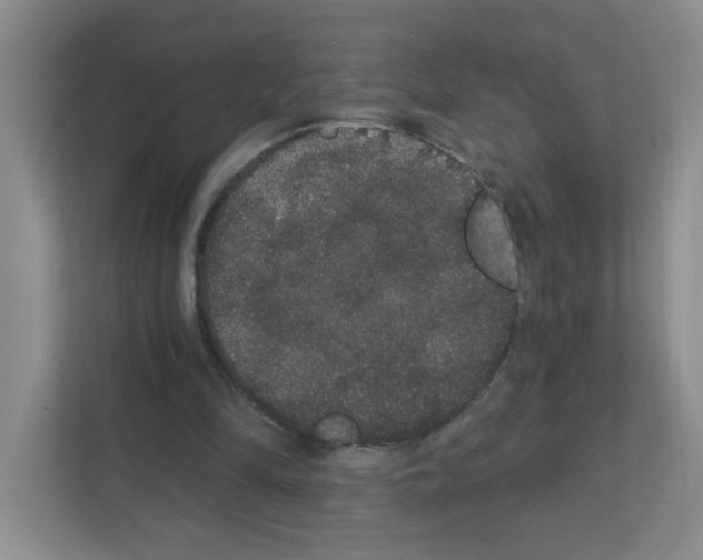 X0000111420294200908241137