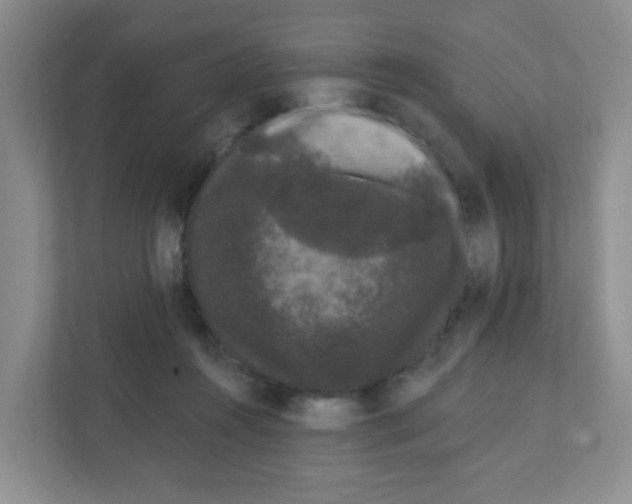 X0000111420360200908241136