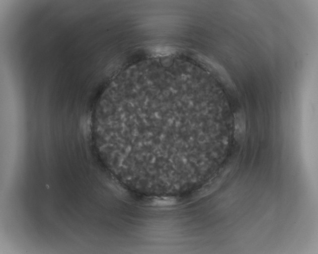X0000111420369200908241137
