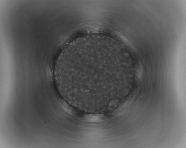 X0000111420661200908241133