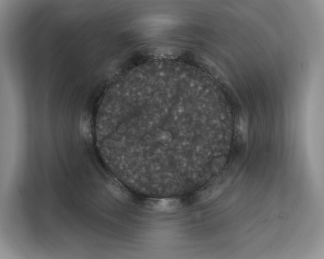 X0000111420663200908241133