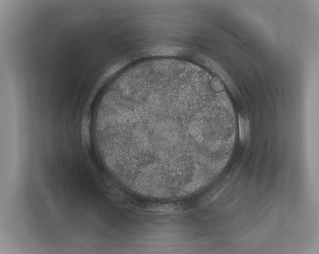 X0000111420675200908241132