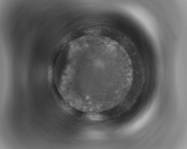 X0000111420767200908241132