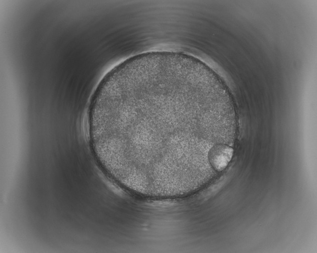 X0000111420838200908241130
