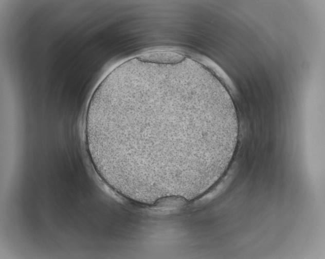 X0000111420860200908241130