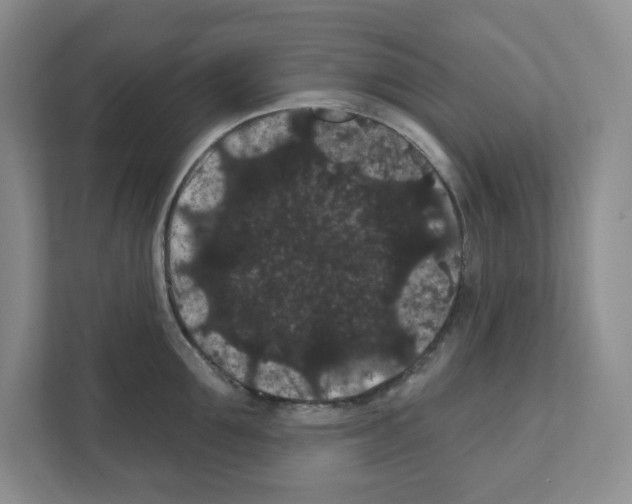 X0000111420907200908241129