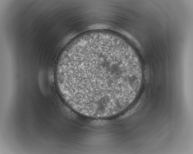 X0000111420929200908241129
