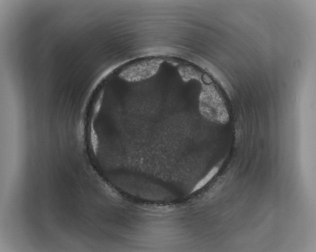 X0000111420975200908241128