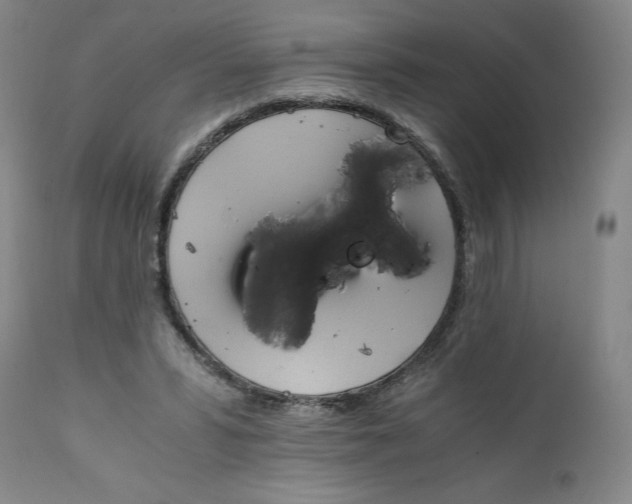 X0000111430399200907271110