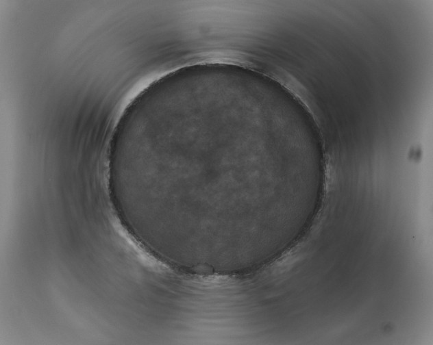 X0000111431024200907271100