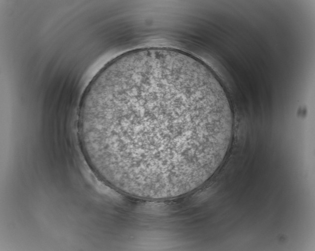 X0000111431094200907271059