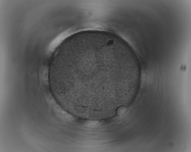 X0000111431455200907271054