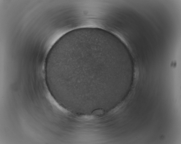 X0000111431468200907271054