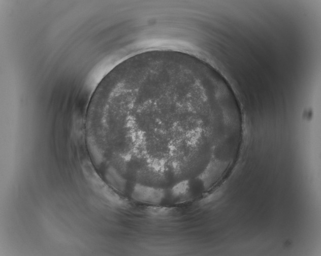 X0000111431529200907271053