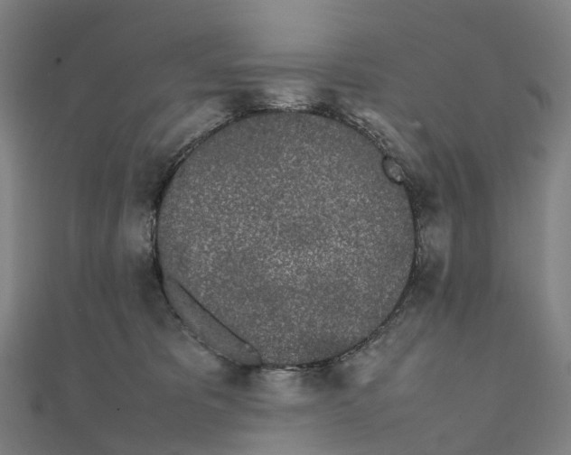 X0000111430325200908101121