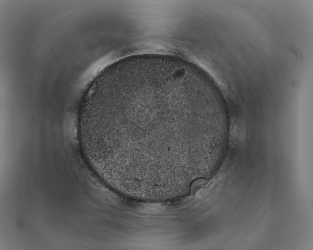 X0000111431455200908101106