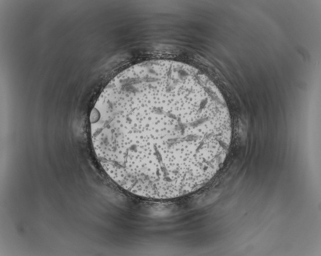X0000111430663200908241122