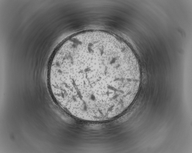 X0000111431035200908241117