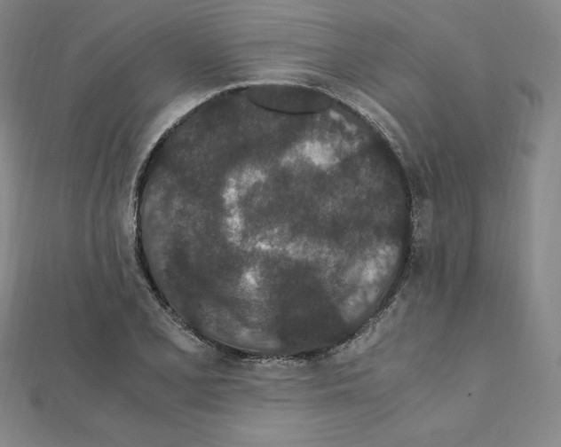 X0000111431077200908241116