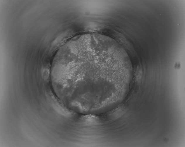 X0000111440427200907131310