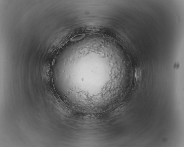 X0000111440867200907131303