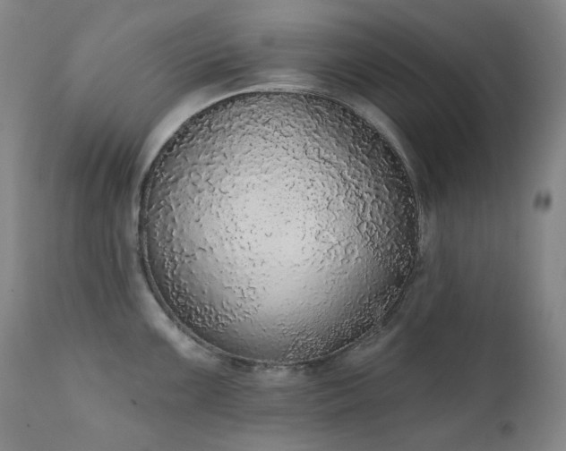 X0000111441099200907131259