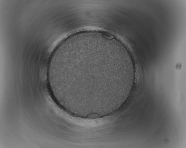 X0000111440015200907271141