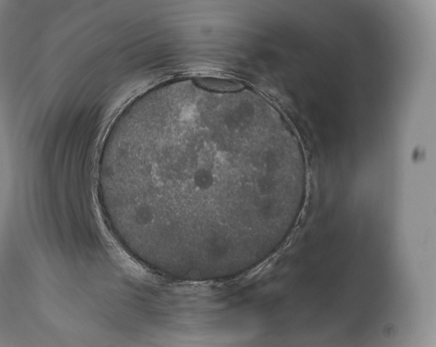 X0000111440049200907271140