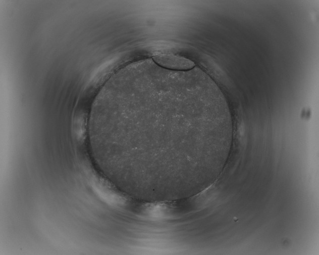 X0000111440074200907271140