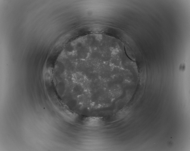 X0000111440093200907271140