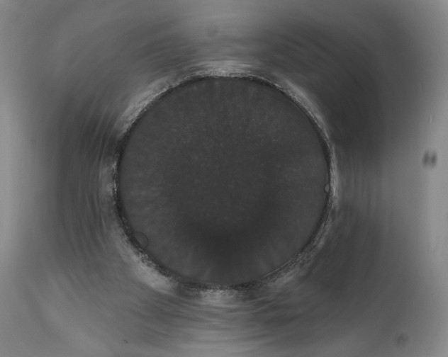 X0000111440105200907271139