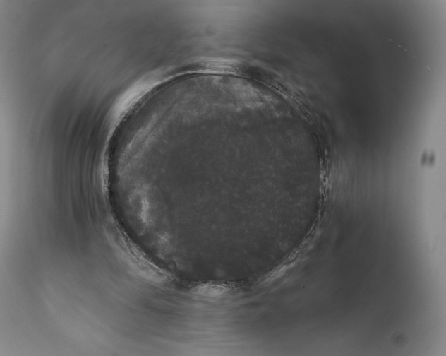 X0000111440294200907271136