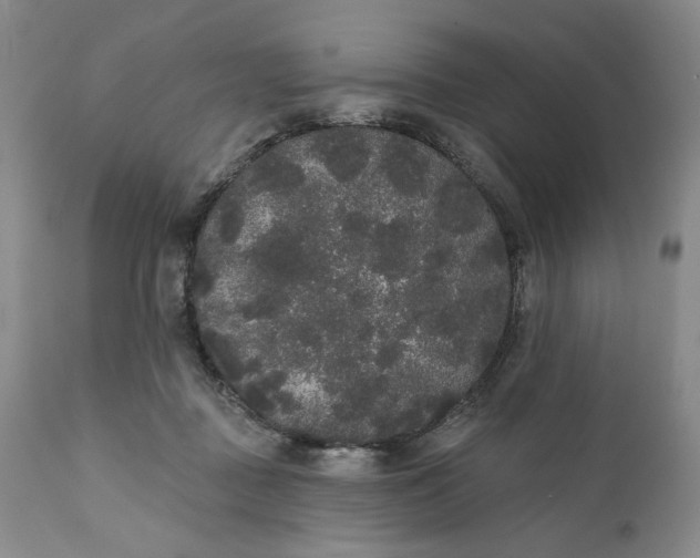 X0000111440363200907271135