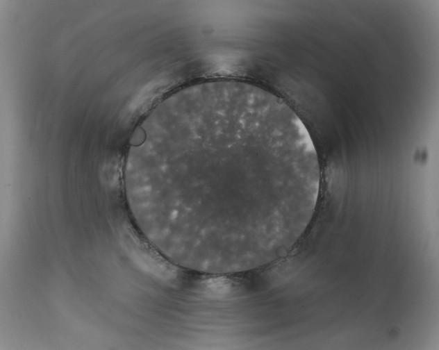 X0000111440423200907271134