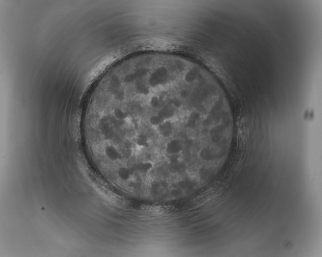 X0000111440679200907271130