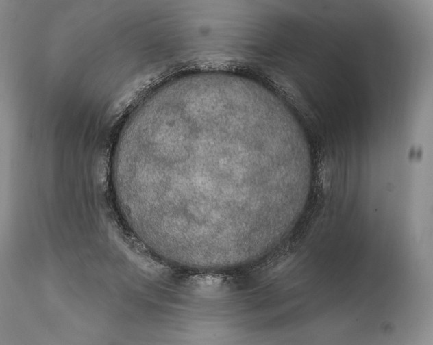 X0000111440687200907271130