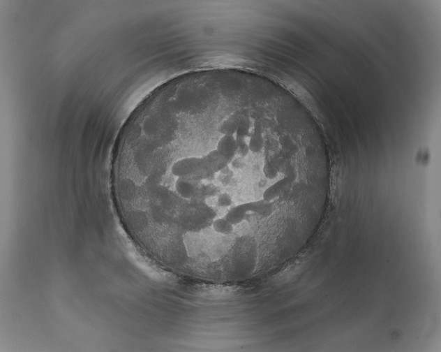 X0000111441039200907271124